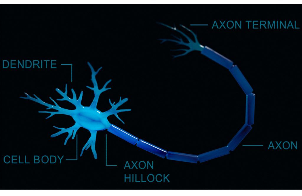 Complejidad computacional de una neurona - Estructura de una neurona
