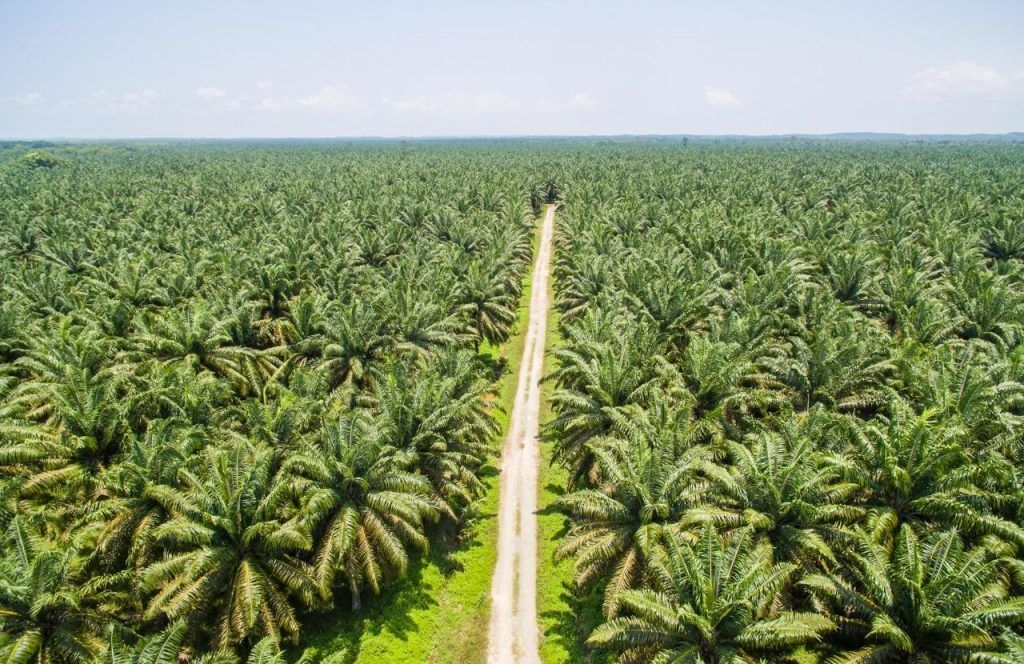 Plantacion de palma, palmeras