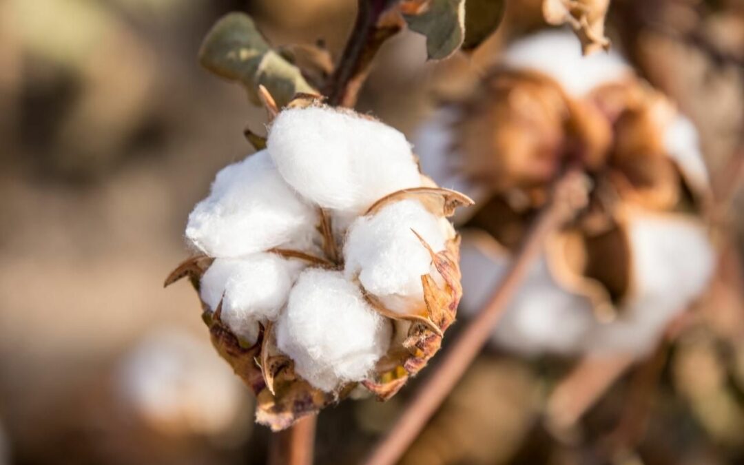 El algodón ¿Es sostenible? y ¿el orgánico?