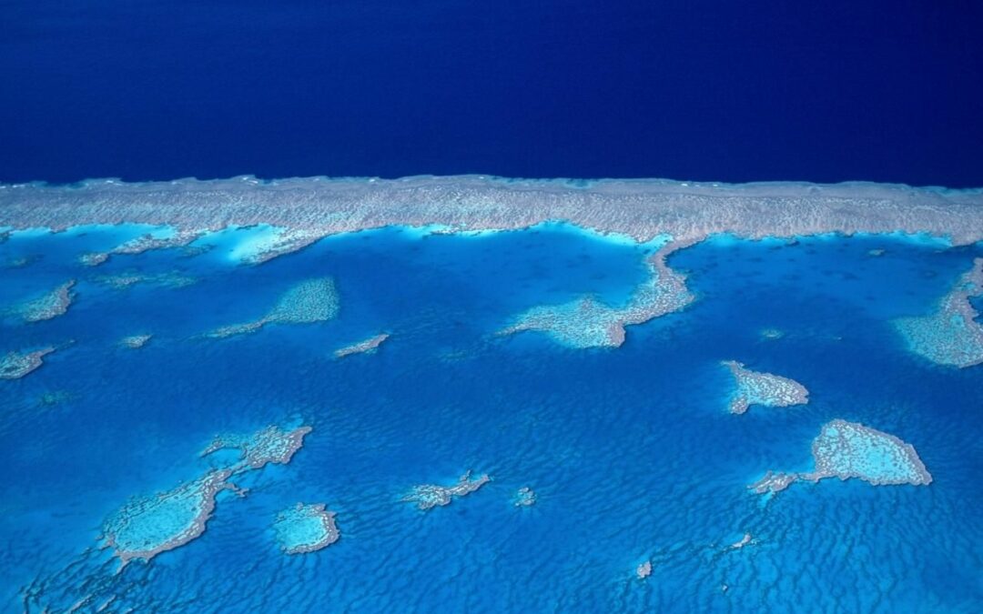 Mueren los arrecifes de coral ¿Qué podemos hacer?